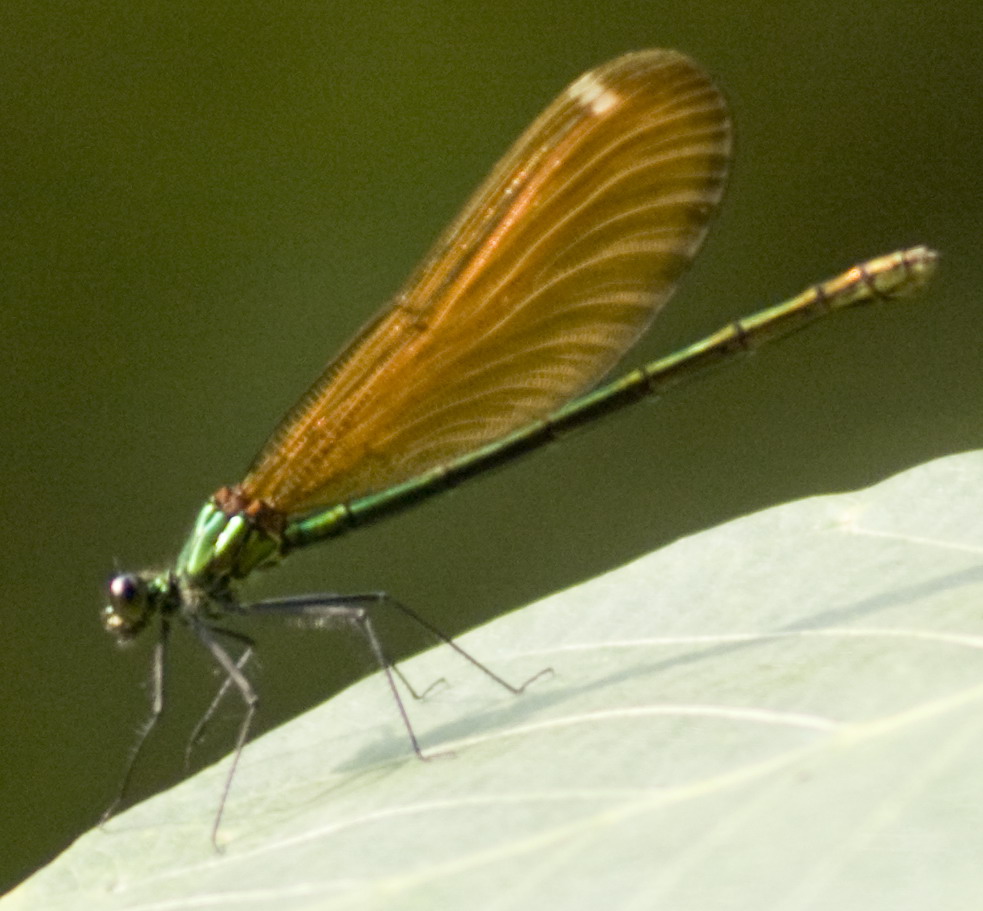 Molte di queste!! - Calopteryx virgo (maschio e femmina)